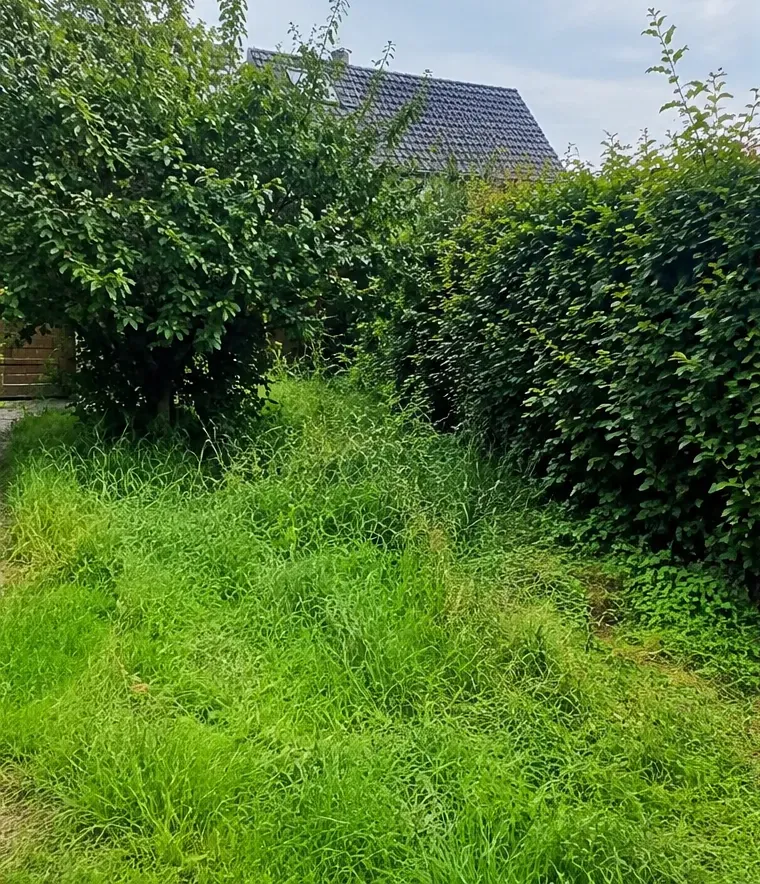 Vorher: verwilderter Garten mit hohem Gras